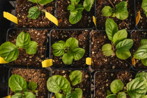 Cultivo de espinacas en casa en macetas pequeñas