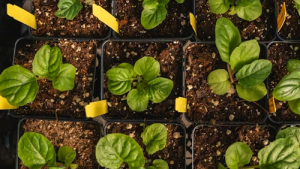 Cultivo de espinacas en casa en macetas pequeñas