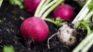 Rábanos frescos creciendo en la tierra