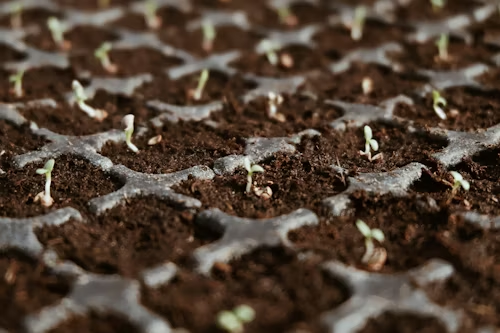 Primeros brotes de rábano en semillero