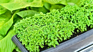 Planta aromática cultivada en maceta en casa