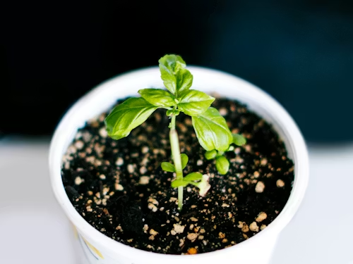 Planta joven de albahaca creciendo en maceta