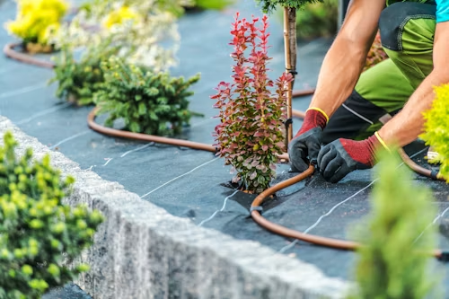Instalación de tubo de riego por goteo en jardín