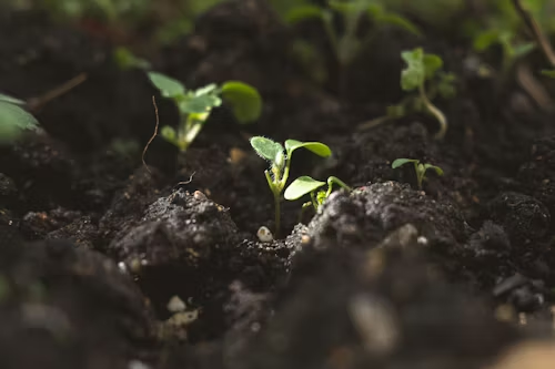 Plantas creciendo en una tierra fértil y bien preparada