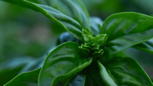 Planta de albahaca con hojas verdes saludables