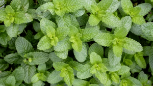 Planta de menta fresca creciendo en huerto o jardín