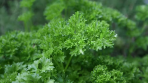 Planta de perejil fresca creciendo en huerto o jardín