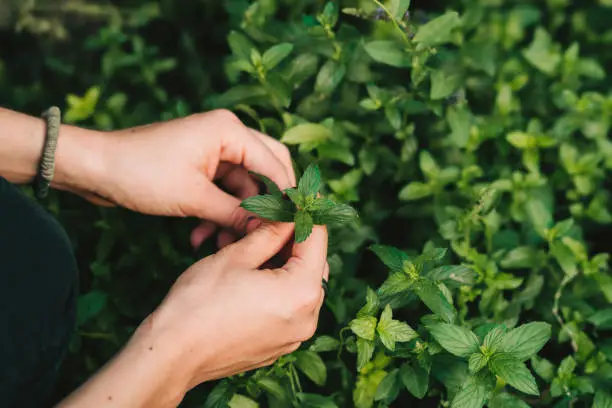 Cosecha de hojas de menta fresca en huerto