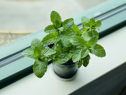 Planta de menta cultivada en maceta en interior