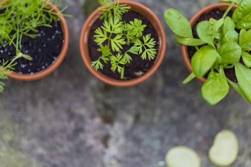 Cultivo de perejil en macetas junto a otras plantas