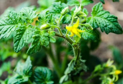 Planta de tomate que necesita un abonado adecuado para producir mejor