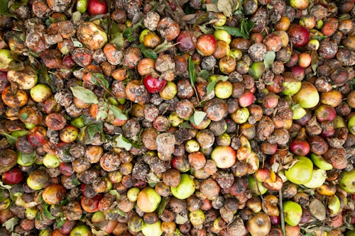 Restos de frutas y materia orgánica para hacer compost