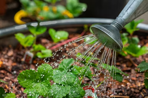 Riego manual aplicado directamente sobre el suelo y las plantas