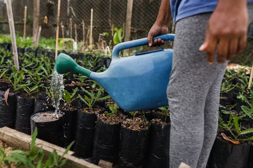 Riego manual de plantas con regadera en huerto urbano
