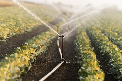 Sistema de riego por aspersión funcionando en un cultivo