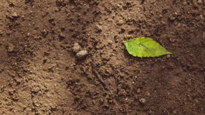 Tierra fértil preparada para cultivar un huerto
