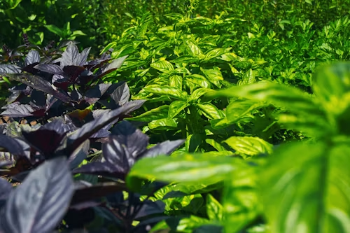 Diferentes tipos de albahaca verde y morada