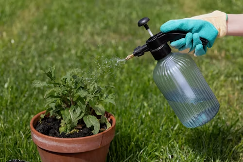 Aplicación de fertilizante líquido en una planta cultivada en maceta