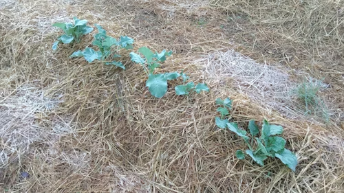 Acolchado con paja para conservar humedad en el huerto