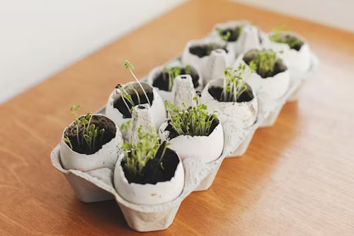 Plantas creciendo en un sustrato adaptado al cultivo