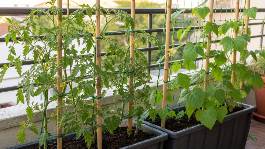 Cultivo vertical en un huerto de balcón con tutores y malla