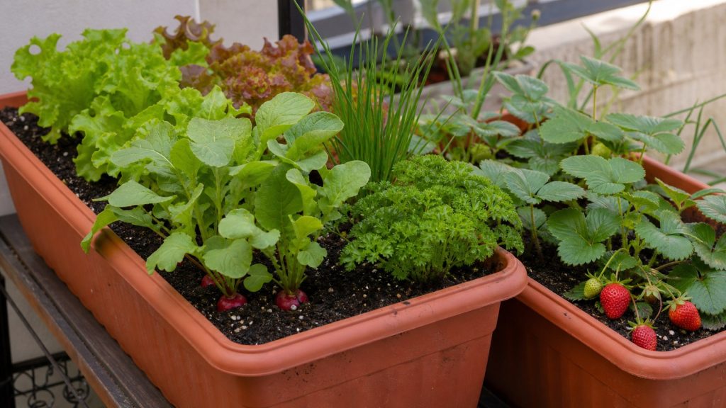 Cultivos compactos para macetas y jardineras pequeñas