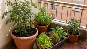 Cultivos para plantar en poco espacio en un balcón