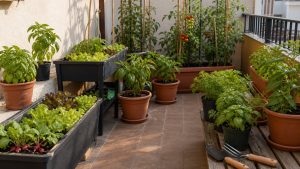 Huerto en casa organizado con macetas y cultivos