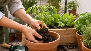 Trasplante de una planta joven a una maceta